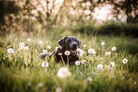 Bild-Labrador-zwischen-Pustenblumen-liegend