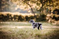 Bild-im-Sonnenaufgang-und-Border-Collie-Welpen