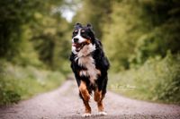 Bild-rennender-Berner-Sennenhund