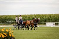 Dressur-Kutschefahren-Zweispaenner-Turnier