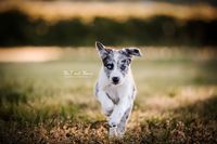 Foto-Border-Collie-Welpen-gescheckt-mit-blauen-Augen-am-Rennen