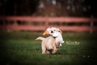 Foto-Golden-Retriever-Welpe-mit-Spielzeug-am-Rennen