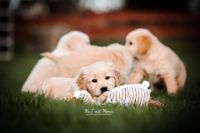 Foto-Golden-Retriever-Welpe-mit-Spielzeug