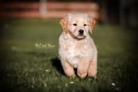 Foto-Golden-Retriever-Welpe-rennend