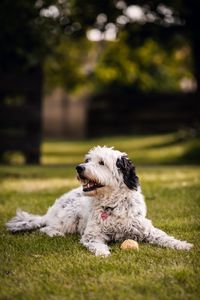 Foto-Hund-im-Garten-liegend