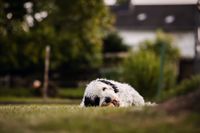 Foto-Hund-kaut-auf-gelbem-Ball