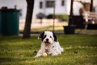 Foto-Hund-mit-gelbem-Ball