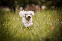 Foto-Malteserhund-in-Action