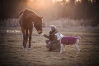 Foto-Mensch-Hund-Pfed-auf-Weide-vertraut