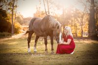 Foto-Schwarzwaelder-Pferd-mit-Frau-rotem-Kleid-auf-Pferdekoppel