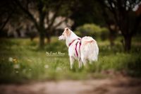 Foto-Tierschutzhund-cremefarben-mit-pinken-Geschirr