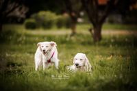 Foto-Tierschutzhund-und-Golden-Retriever-lustig