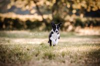 Foto-Welpe-schwarz-weiss-beim-Rennen-auf-einer-Wiese