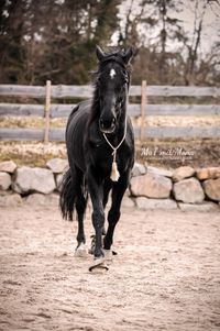 Foto-grosses-schwarzes-Pferd-im-Schritt