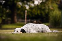 Foto-liegender-Hund-mit-Kopf-auf-dem-Boden