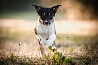 Foto-rennender-Border-Collie-Welpen