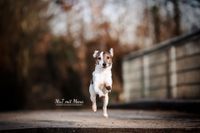 Foto-rennender-Jack-Russel-in-der-Flugphase