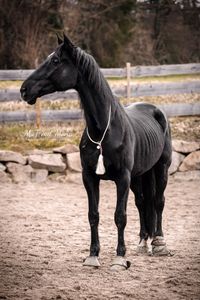 Foto-schwarzes-Pferd-stehend-auf-Reitplatz