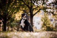 Foto-sitzender-Berner-Sennnehund-im-Sonnenaufgang