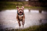 Fotografie-American-Bully-Wasseraction