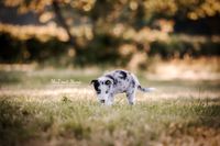 Fotografie-Border-Collie-Welpen-gescheckt-Sonnenaufgang