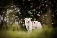 Fotografie-aufmerksame-Tierschutzh&uuml;ndin-im-Garten