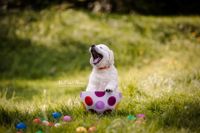 Golden-Retriever-Welpe-gaehnend-in-Natur