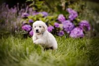 Golden-Retriever-Welpe-springt