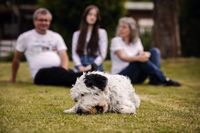 Hund-im-Fokus-Familie-im-Hintergrund