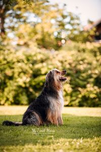 Hund-von-der-Seite-Foto