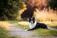 Oberkirch-Border Collie-H&uuml;ndin-im-Herbst