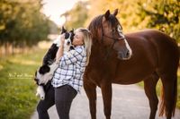 Oberkirch-Paint Horse-und-Border Collie-im-Herbst