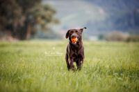 Offenburg-rennender-Labrador-mit-Ball