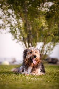 Portraitaufnahme-von-Australian-Shepherd-Mix