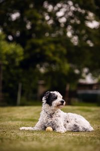 Schwarz-weisser-Hund-liegend