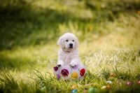 Suesser-Golden-Retriever-Welpe-Zuechtershooting