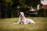 Tierschutzhund-im-Garten-Hessen