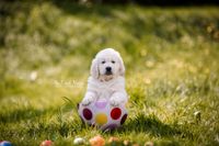 Wurbegleitung-Welpenfotografie