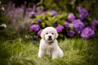 Wurfbegleitung-von-Golden-Retriever-Welpen